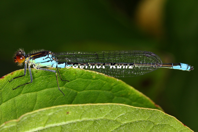 Ischnura_pumilio__Kleine_Pechlibelle_M1_2.jpg