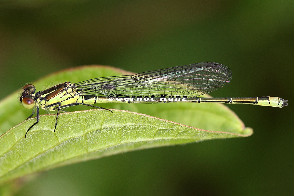 Ischnura pumilio  Kleine Pechlibelle MJuv 1 2