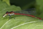 Pyrrhosoma nymphula  Fr  he Adonislibelle M7 2v