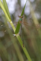 Lestes barbarus  S  dliche Binsenjungfer 2 2