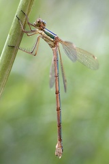 Lestes barbarus  S  dliche Binsenjungfer M1 2