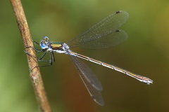 Lestes cf  sponsa  Gemeine Binsenjungfer 5 2