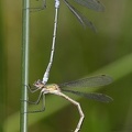 Lestes sponsa  Gemeine Binsenjungfer K1 2