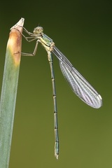 Lestes virens  Kleine Binsenjungfer W2 2