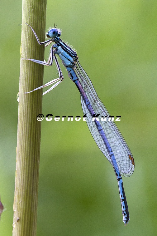 Platycnemis pennipes  Blaue Federlibelle M1 2v