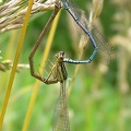 Platycnemis pennipes  Gew  hnliche Federlibelle  Paarungsrad 3 1v