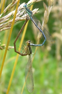Platycnemis pennipes  Gew  hnliche Federlibelle  Paarungsrad 3 1v