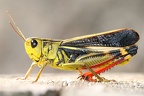 Orthoptera (Heuschrecken)