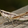 Euthystira brachypteraW7 2