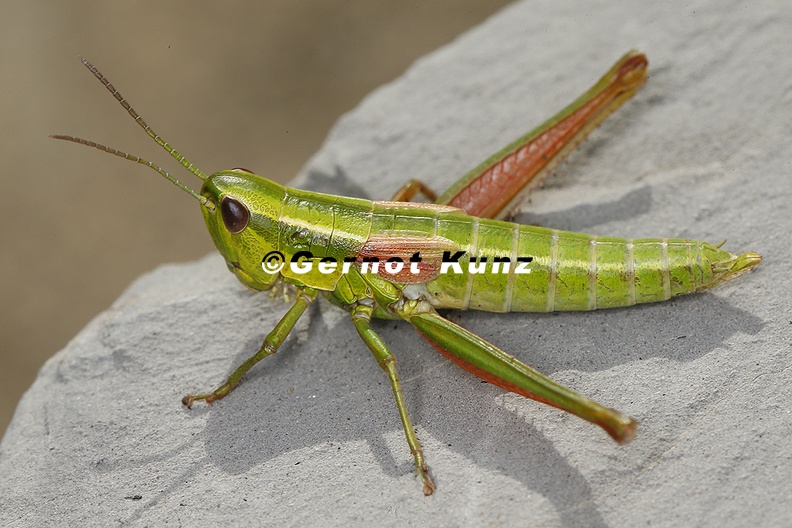 Euthystira_brachyptera__Kleine_Goldschrecke_W6_2.jpg