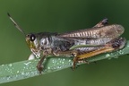 Gomphocerus sibiricus  Sibirische Keulenschrecke M2 2v