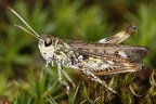 Myrmeleotettix maculatus  Gefleckte Keulenschrecke 1 2