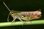 Myrmeleotettix maculatus  Gefleckte Keulenschrecke M1 2