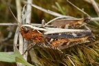 Myrmeleotettix maculatus  Gefleckte Keulenschrecke W1 2