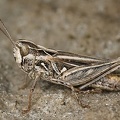 Omocestus haemorrhoidalis 8 2