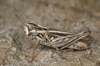 Omocestus haemorrhoidalis 8 2