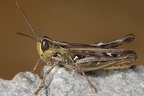 Omocestus petraeus  1 2