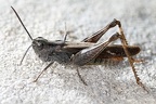 Omocestus raymondi  S  dfranz  sischer Grash  pfer 2 2