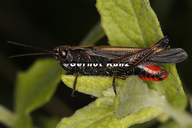 Omocestus_rufipes__Buntb__uchiger_Grash__pfer_M1_2.jpg