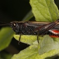 Omocestus rufipes  Buntb  uchiger Grash  pfer M1 2
