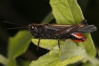 Omocestus rufipes  Buntb  uchiger Grash  pfer M1 2