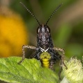 Omocestus rufipes  Buntb  uchiger Grash  pfer M2 2
