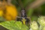 Omocestus rufipes  Buntb  uchiger Grash  pfer M2 2