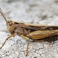 Omocestus viriduludus  Bunte Grash  pfer M1 2