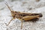 Omocestus viriduludus  Bunte Grash  pfer M1 2