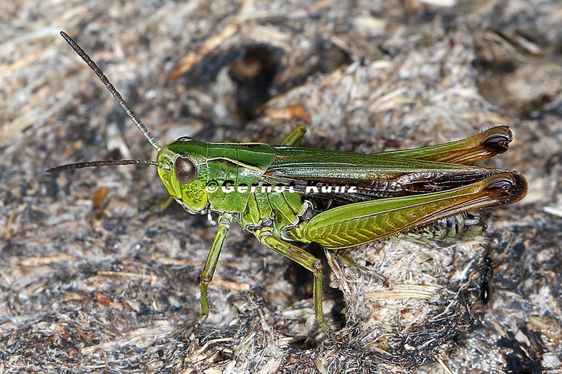 Omocestus_viriduludus__Bunte_Grash__pfer_M2_2.jpg