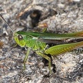 Omocestus viriduludus  Bunte Grash  pfer M2 2