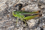 Omocestus viriduludus  Bunte Grash  pfer M2 2