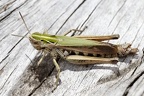 Omocestus viriduludus  Bunte Grash  pfer W1 2