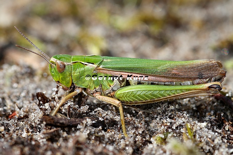 Omocestus_viridulus__Bunte_Grash__pfer_7_2.jpg