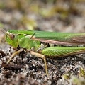 Omocestus viridulus  Bunte Grash  pfer 7 2