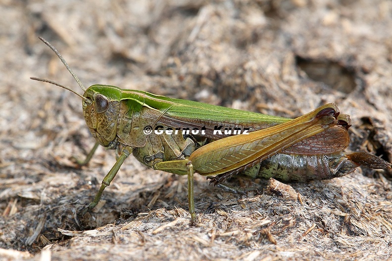 Omocestus_viridulus__Bunte_Grash__pfer_W4_2.jpg