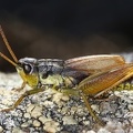Podismopsis styriaca  Steirische Goldschrecke M1 2