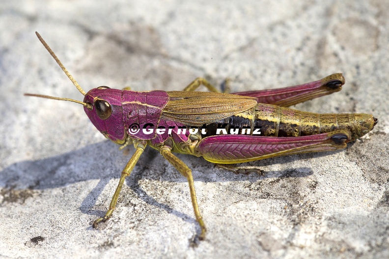 Pseudochortippus_parallelus__Gemeiner_Grash__pfer_W2_3.jpg