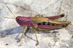 Pseudochortippus parallelus  Gemeiner Grash  pfer W2 3