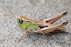 Stenobothrus crassipes  Zwerggrash  pfer M6 2