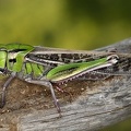 Locusta migratoria cinerascens  Europ  ische Wanderheuschrecke 1 2