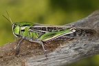 Locusta migratoria cinerascens  Europ  ische Wanderheuschrecke 1 2