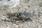 Sphingonotus caerulans  Blaufl  gelige Sandschrecke K1 2