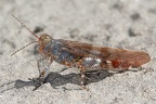 Sphingonotus caerulans  Blaufl  gelige Sandschrecke M2 2