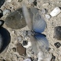 Sphingonotus caerulans  Blaufl  gelige Sandschrecke W3 2