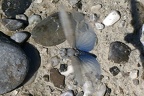 Sphingonotus caerulans  Blaufl  gelige Sandschrecke W3 2