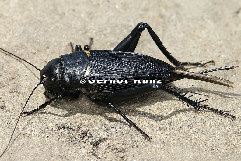 Gryllus_bimaculatus__Mittelmeer-Feldgrille_1_2.jpg