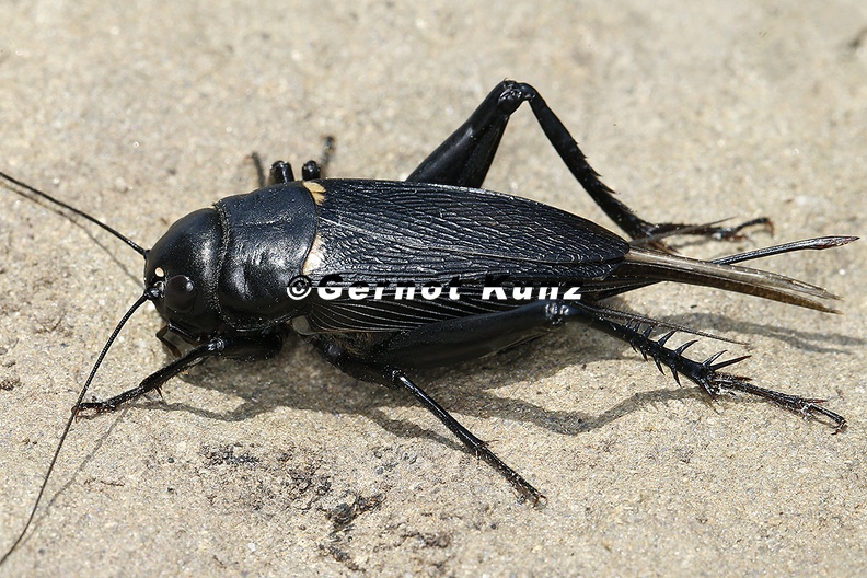 Gryllus bimaculatus  Mittelmeer-Feldgrille 1 2