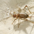 Gryllomorpha dalmatina  Stumme Grille 1 2