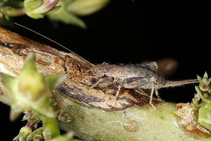 Arachnocephalus vestitus  Buschgrille 3 2